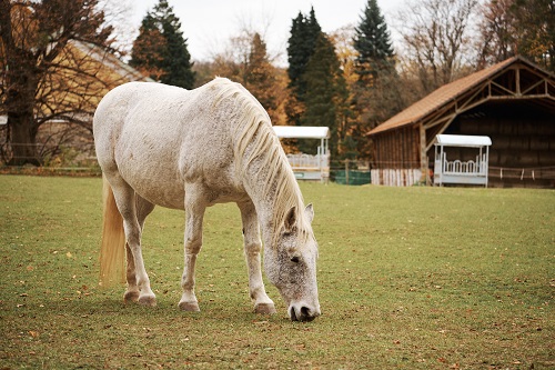 complément alimentaire cheval