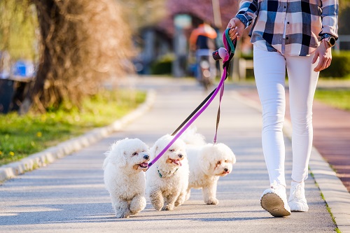 Accessoires pour chiens